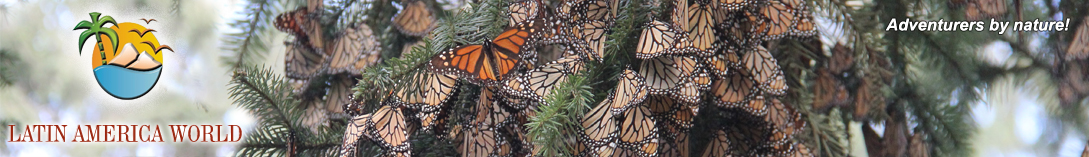 LOGO+text Headerbutterfly2_about us  M.M.