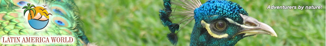 LOGO+text HeaderMICE peacock  M.M.