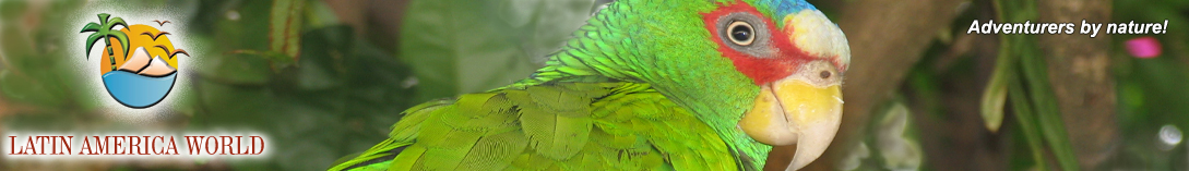 LOGO+text HeaderReise perico2  M.M.