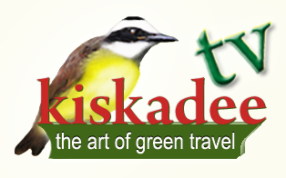 AKTUELL KiskadeeTVLogo Yellow bgrd_5  M.M.