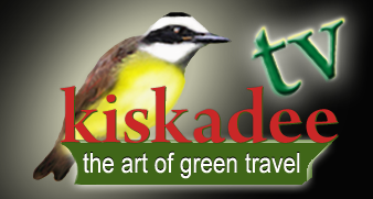  AKTUELL KiskadeeTVLogo black bgrd_4  M.M.