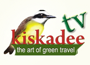 KiskadeeTVLogo Yellow bgrd_7  M.M.