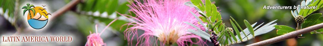 LOGO+text HeaderFlower2  M.M.