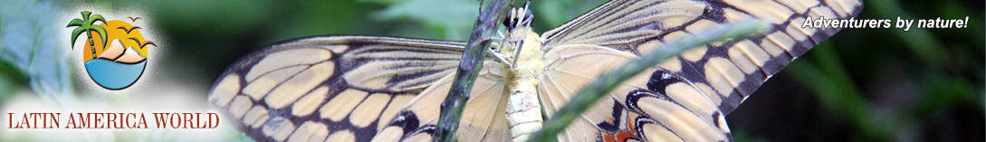 LOGO+text Header buterfly 8  M.M.