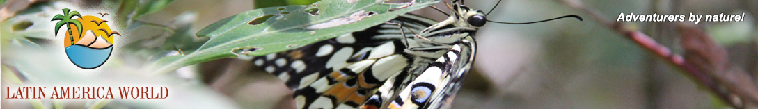 LOGO+text Header butterfly 8  M.M.