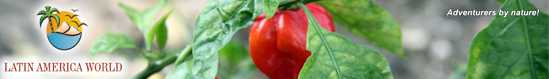 LOGO+text Header chilis1  M.M.