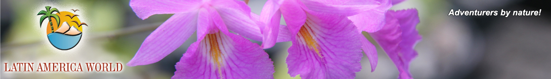 LOGO+text Header flower7  M.M.