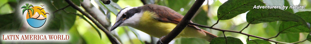 logo_kiskadee bird_NEW  M.M.