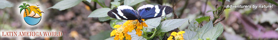 LOGO+text Headerbutterfly_news and media  M.M.