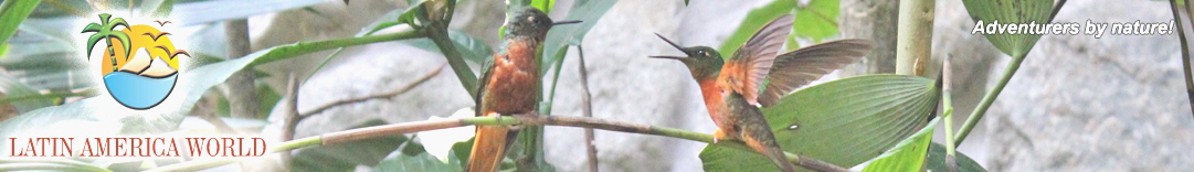 LOGO+text Header 2colibris1  M.M.